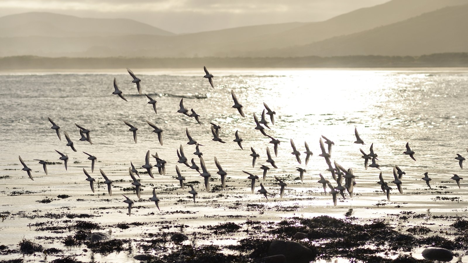 Warning issued after strain of avian influenza detected in wild sea birds