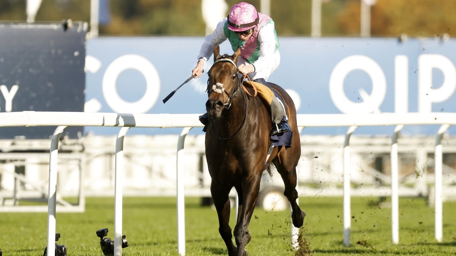 Kalpana bids to follow in Bluestocking's hoofprints in Pretty Polly