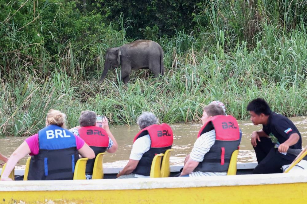 Bornean elephants are not pygmies, expert clarifies
