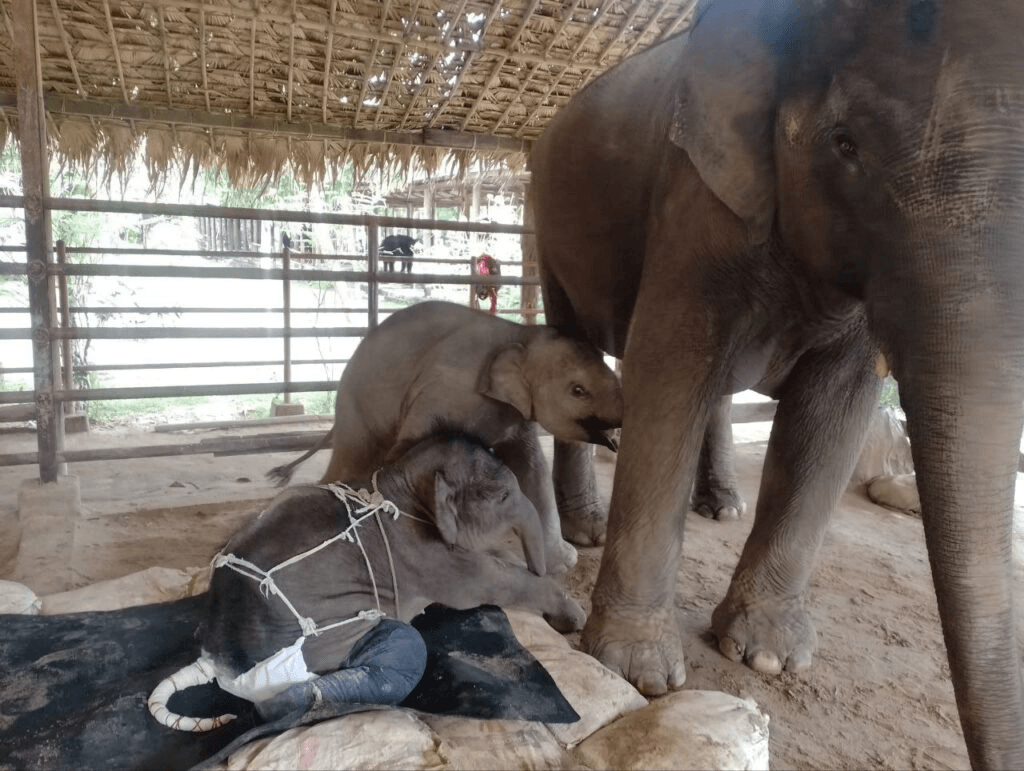 Myanmar's rare twin elephant calf dies after being accidentally trampled by mother