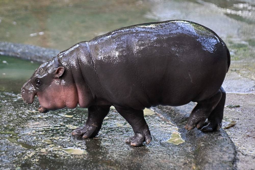 'Hippo Birthday': Thailand's Moo Deng marks one year old