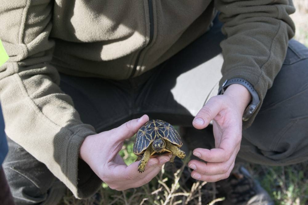 Dogs on the trail of South Africa's endangered tortoises