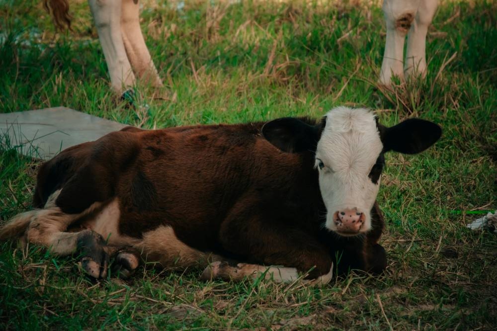Cow shed turned into drug transit points, owners face risks