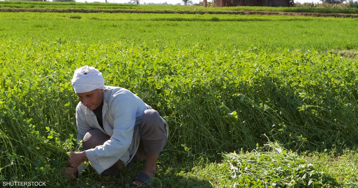 مبادرة لدعم صغار الفلاحين في جنوب مصر