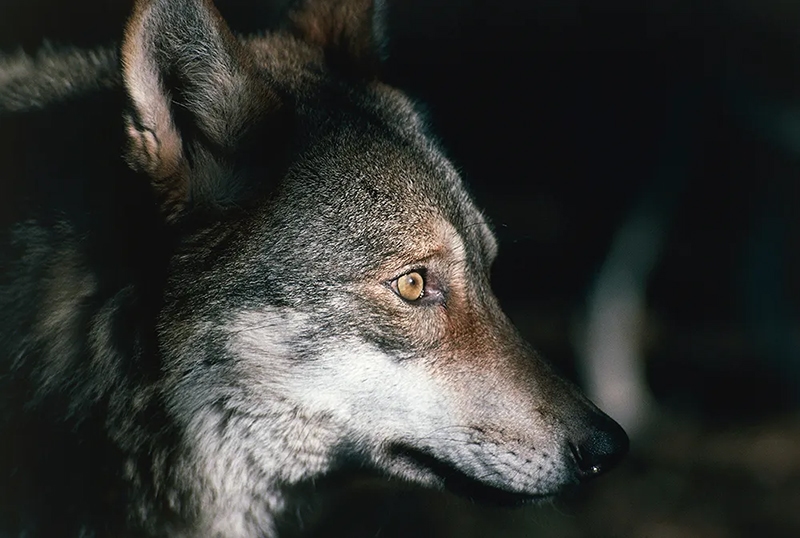 The wolf as symbol of European anxieties