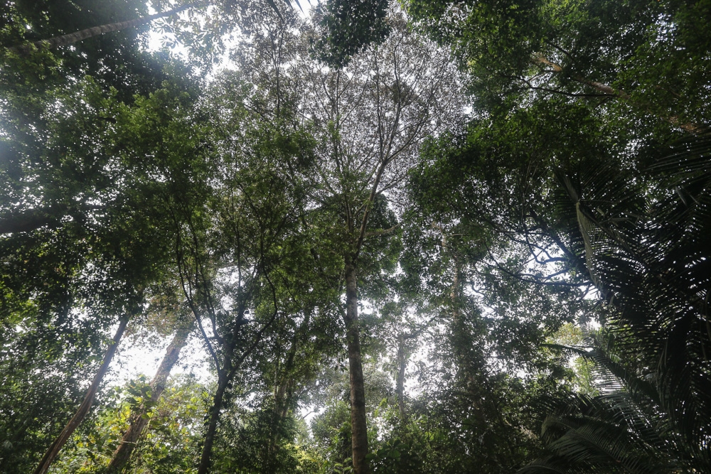 Sarawak's forests generate up to RM3.5 bln annually in economic value, says Forest Department director