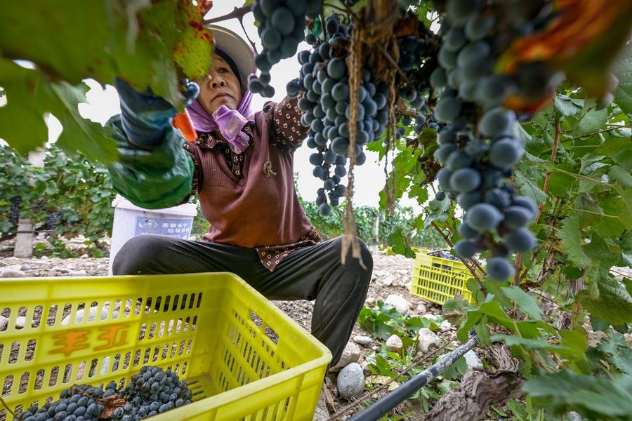 Farmers gain precision edge with AI smart glasses
