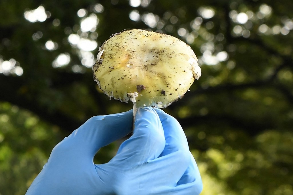 Australian woman found guilty of triple murder with toxic mushrooms