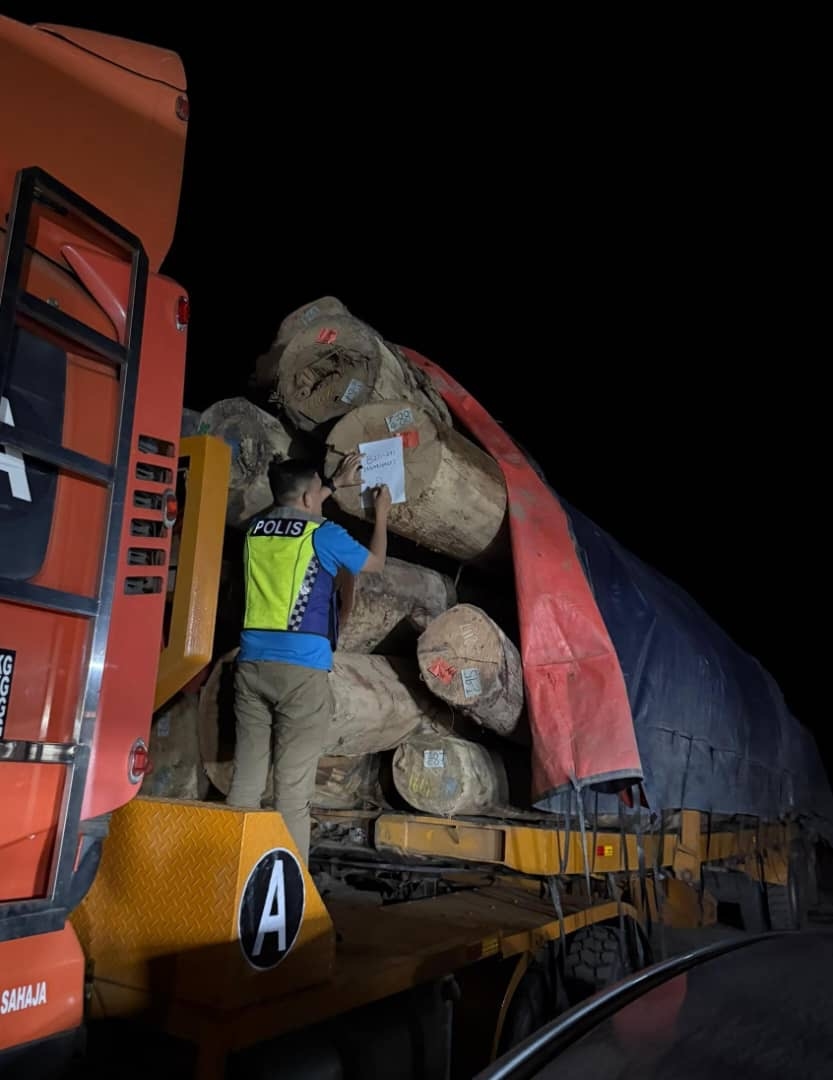 RM2.68 million worth of logs without permits seized in Ranau