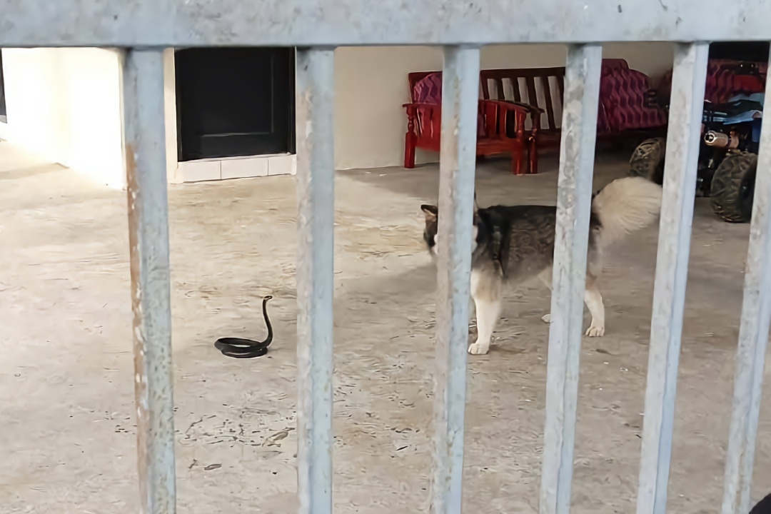 Husky saves family from venomous cobra at Sibu home