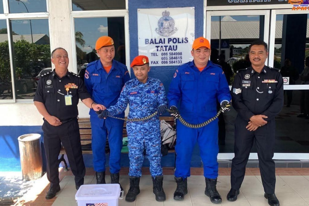APM captures venomous Malayan krait at Tatau Police HQ