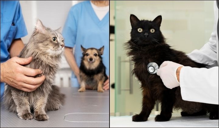 Desperate Man Brings Unresponsive Cat To Human Clinic, Urgent Need For More On-Call Vets In Malaysia?