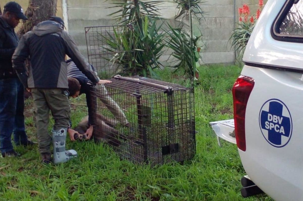 SPCA releases captured baboon back into the wild