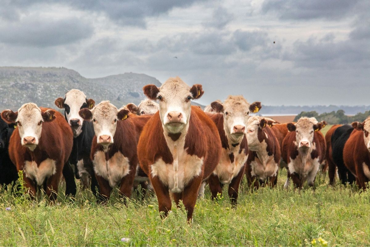 Foot and mouth disease outbreak confirmed in Free State