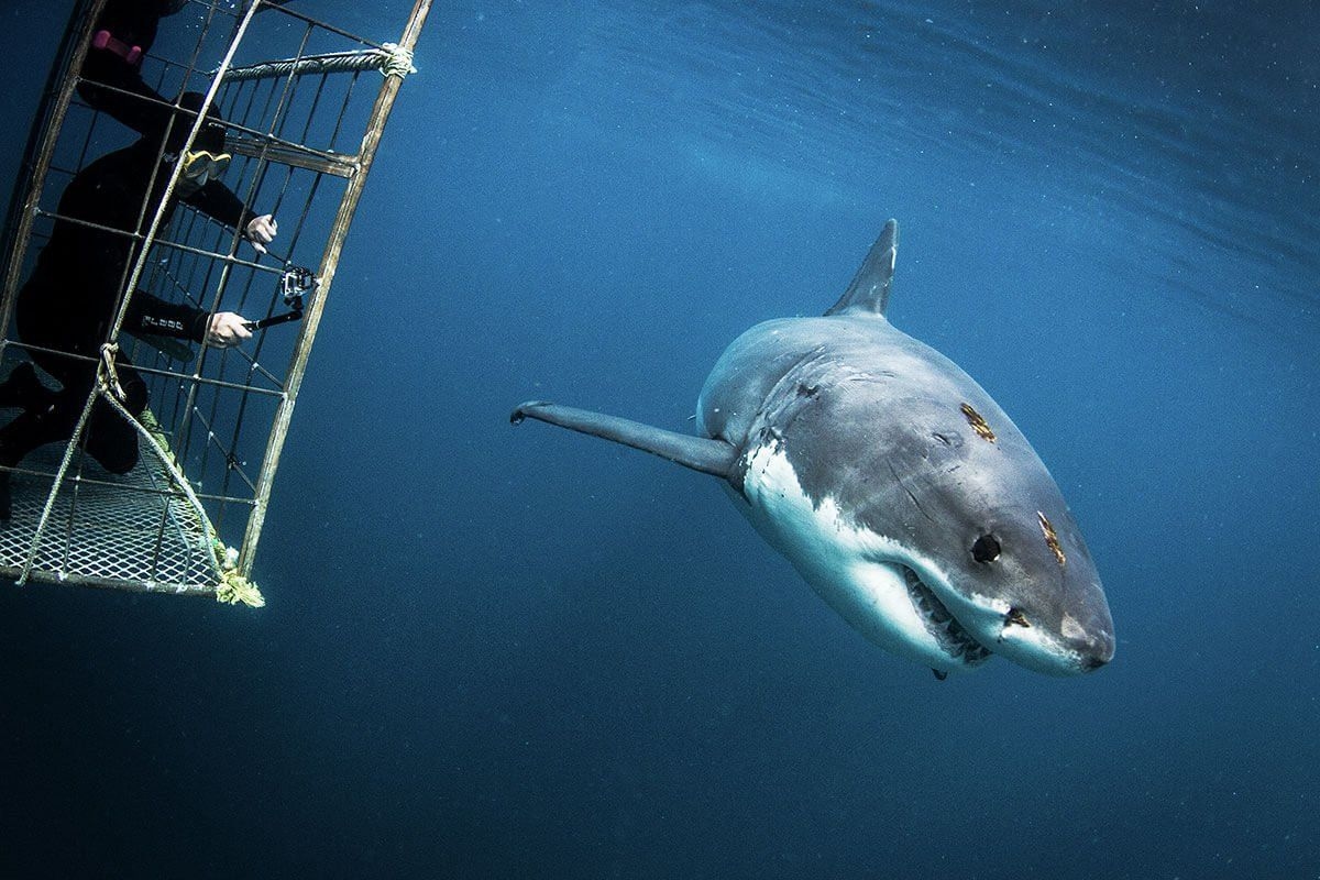 New marine research project unlocks False Bay's shark secrets