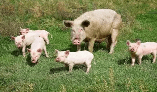 Over 5,000 pigs dead as African Swine Fever continues to ravage Mizoram
