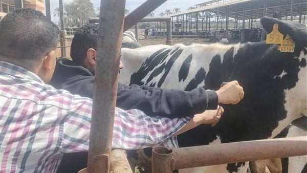 الجيزة تطلق الحملة القومية لتحصين الماشية ضد الحمى القلاعية والوادي المتصدع