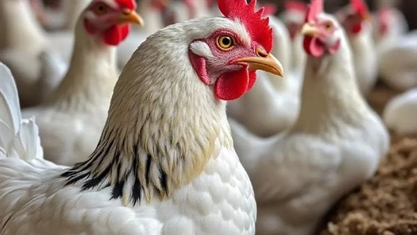 انخفاض أسعار الفراخ البيضاء اليوم الجمعة 27 يونيو 2025 (آخر تحديث)