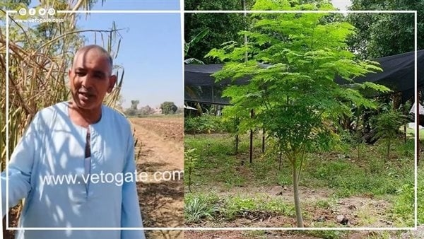 حلم بدأ بـ10 شجرات، مزارع قنائي يصل إلى العالمية بزراعة المورينجا وطلاب الجامعة صنعوا منه أسمدة وفلاتر مياه (فيديو)
