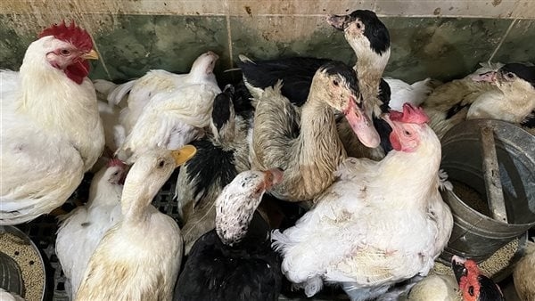 الفراخ البيضاء تسجل 73 جنيها، أسعار الدواجن اليوم بالبحيرة (فيديو وصور)