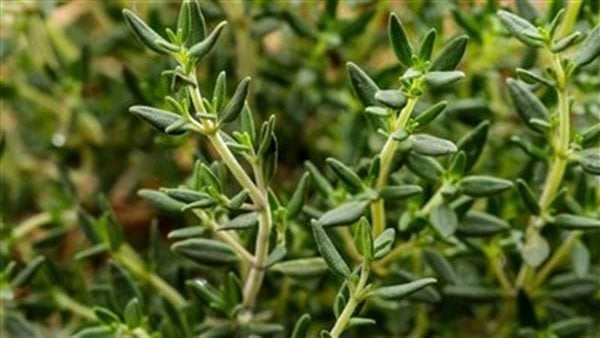 فوائد الزعتر، يخفض ضغط الدم والكوليسترول ويقوى المناعة