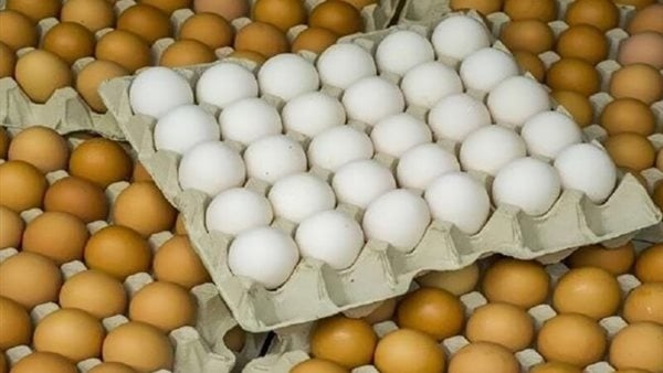 يصل لـ 5 جنيهات، ارتفاع أسعار البيض اليوم السبت 5 يوليو 2025