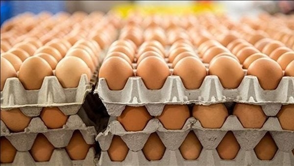 ارتفاع الأحمر، أسعار بيض المائدة اليوم الأحد 13 يوليو 2025