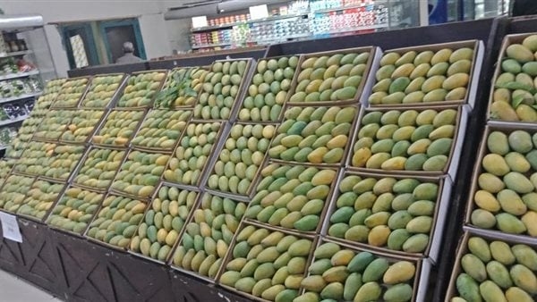 أسعار المانجو اليوم الأربعاء 16 يوليو 2025، الفص بـ 100 جنيه والشعبية تبدأ بـ 15 جنيها