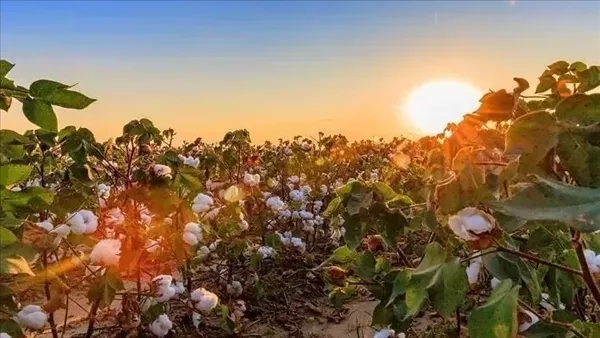 7 لاءات و6 إرشادات، توصيات هامة من البحوث الزراعية للمزارعين لمواجهة الموجة الحارة