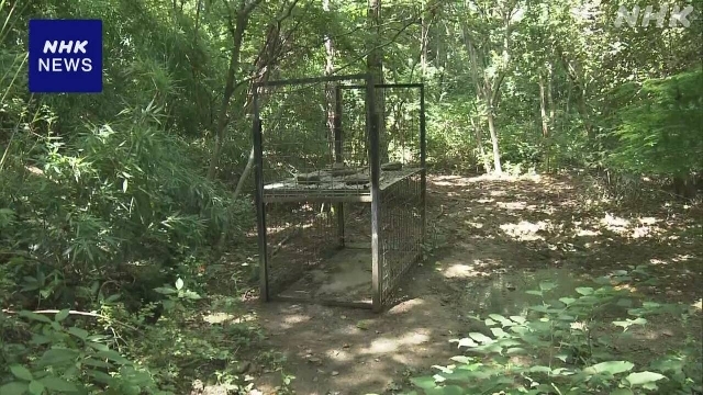 Two men found dead in mountains in western Japan after possible boar attack