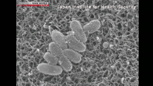 Weekly whooping cough cases in Japan hit record high
