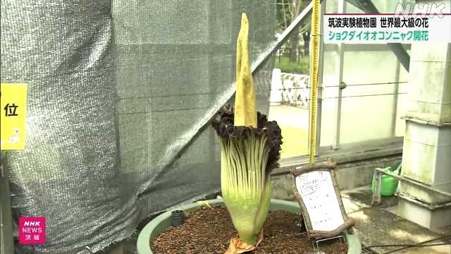 One of world's largest flowers blooms at botanical garden near Tokyo