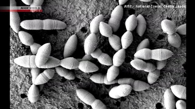Researchers find gut bacteria that makes anticancer drugs work better in mice