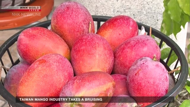 Taiwan mango industry takes a bruising