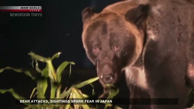 Bear attacks spark fear in Japan