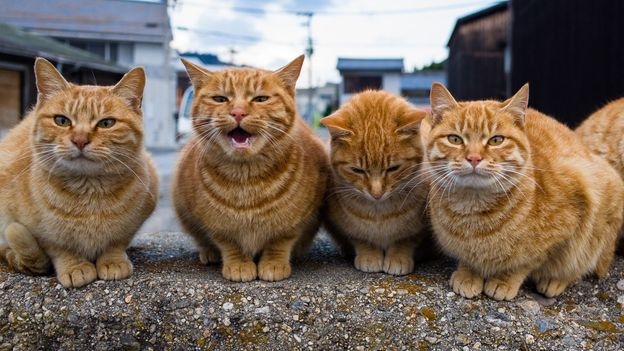 The answer to a cat's loud meow might be buried in its genes