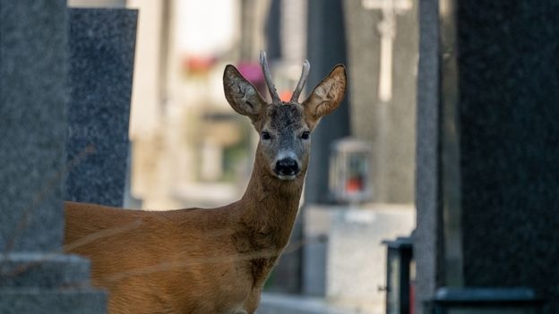 The Vienna cemetery where endangered species and biodiversity thrive
